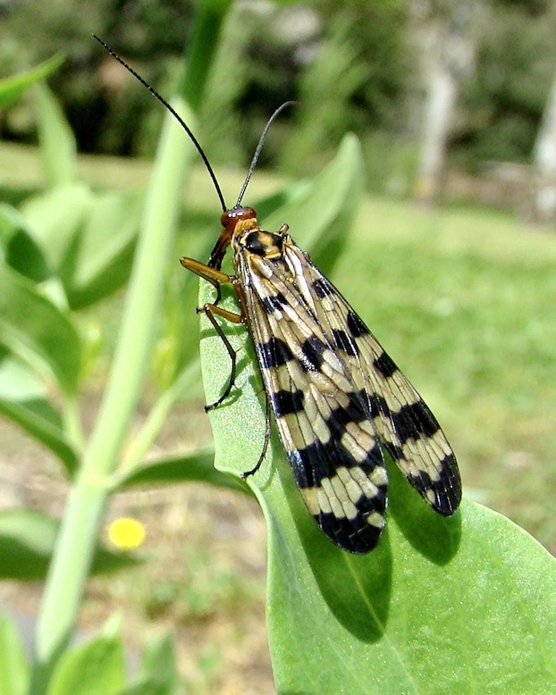scorpion fly